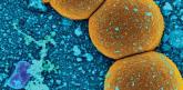 Clindamycin, TMP-SMX are equally effective for skin infections