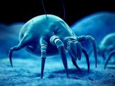 Mechanism for Dust mite–triggered Atopic Dermatitis Identified