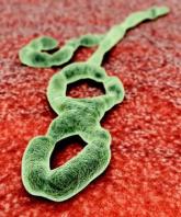 Ebola virus may persist in semen 9 months after symptom onset