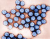 Rotavirus vaccine slashed hospitalizations for acute gastroenteritis