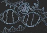 ANGPTL4 mutation ties lower triglycerides to lower CAD risk