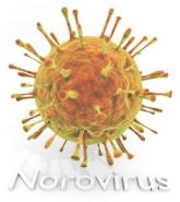 Patient isolation key to containing in-hospital norovirus