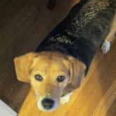 Get the baby a dog: Infants’ gut biota seen to affect allergy risk