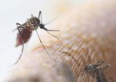 Zika more complex public health challenge than Ebola