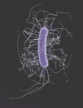 Fecal microbiota transplants achieved C. difficile resolution