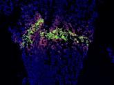 Bioprinted organs – a made-to-order future