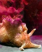 Animal studies help explain chemo brain