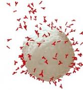 Bringing the B-cell surface into focus