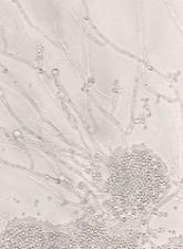 CHMP recommends antifungal agent