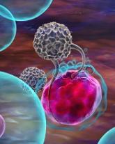 NK cell findings may have treatment implications