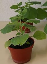 Scientists describe new way to create etoposide