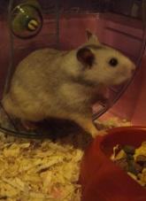 Pathway appears key to fighting adenovirus