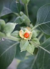 Plant-derived compound shows activity against NHL