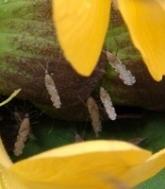 Plant sugars influence malaria transmission