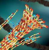 Polymer can stop lethal bleeding in vivo