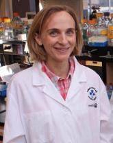 Compound could treat T-ALL subtype