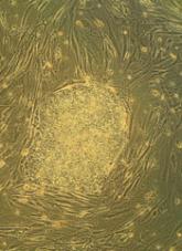 Factors driving blood cell development