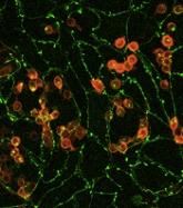 A novel method of blood cell production