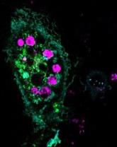 Method forces cells to devour dying neighbors