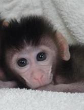 System allows precise gene editing in monkeys