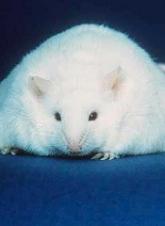 Obesity affects toxicity of immunotherapy