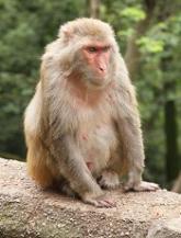 AURKA inhibitors could prevent GVHD