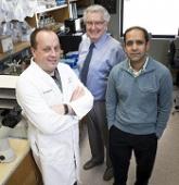 Heme implicated in adverse transfusion outcomes