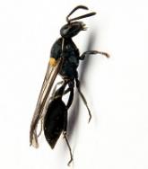 How a toxin in wasp venom kills cancer cells