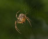 Texans’ rattler diet, recycled humans, and, ahem, Puber