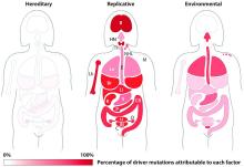 This illustration depicts the proportion of replication errors, environmental factors, and hereditary factors that drive these cancers.