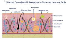 Sites of cannabinoid receptors in skin and immune cells