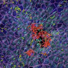 Pseudomonas aeruginosa colonizes lung mucosa (blue) by forming two subpopulations – sessile (red) and motile (green)