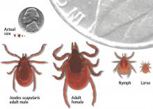 Ixodes scapularis is the vector of Lyme disease in the eastern United States.  Infected nymphs account for most cases.