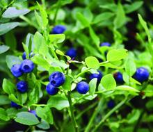 Bilberries (Vaccinium myrtillus) in Kerava, Finland.