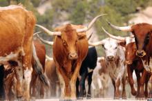 Not used to a cattle drive near the VAM? It’s happening this year. The cattle will travel in front of the VAM headquarters hotel and San Diego Convention Ctr from 7 to 8 a.m. Saturday, June 3. Giddy-on-up and get to the Convention Center before cattle-time