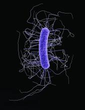 This illustration depicts the ultrastructural morphology exhibited by a single Gram-positive Clostridium difficile bacillus.