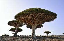 Ancient Dracaena tree (dragon's blood trees), estimated at 5,000 years old on botanically rare island of Socotra