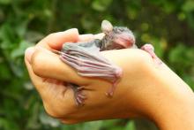 Baby Egyptian fruit bat (Rousettus aegyptiacus), known carrier species of deadly Marburg virus.