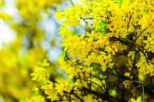 forsythia