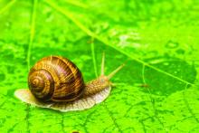 Garden Snail on green leaf