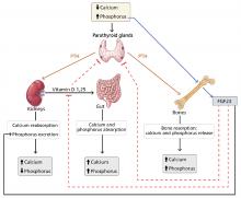 Hormonal regulation of calcium and phosphorus