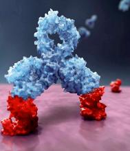 CD38 on the surface of multiple myeloma cells.