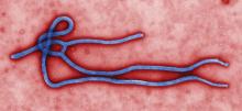 Ebola virus