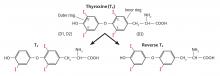 Thyroxine (T4)