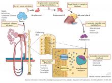 Pharmacologic agents and conditions can interfere with renin-angiotensin-aldosterone system