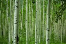 aspen trees