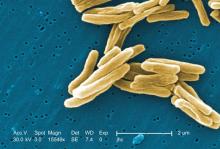 This colorized scanning electron micrograph depicts gram-positive Mycobacterium tuberculosis bacteria. 