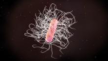 3D illustration of a clostridium difficile bacteria