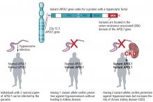 Variants in the APOL1 gene that are common in sub-Saharan Africa protect against African sleeping sickness, but homozygosity for these variants increases the risk of chronic kidney disease.