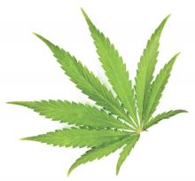 A marijuana leaf is displayed.